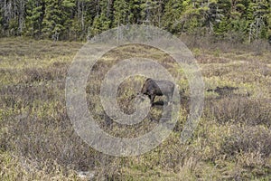 Large male moose feeding and drinking