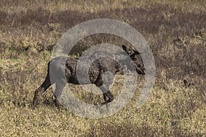 Large male moose feeding and drinking