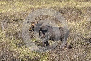 Large male moose feeding and drinking