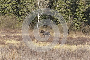 Large male moose feeding and drinking