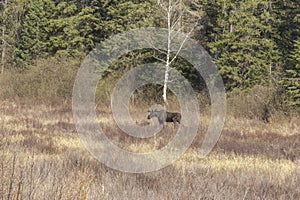 Large male moose feeding and drinking