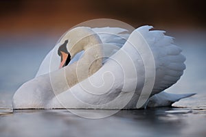 Large Male Mute Swan Preens