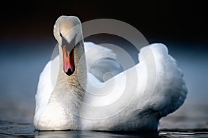 Large Male Mute Swan in Threat Posture photo