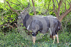 Large male njala bull in green bush