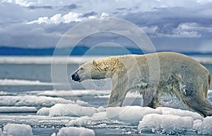 Large male p[olar bear on ice floe