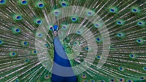 Large Male Peacock Full Plumage feathers on display loud mating call