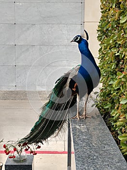 Large Male peacock on ledge looking at camera