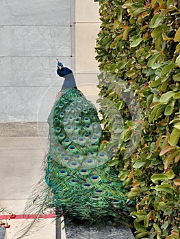 Large Male peacock on ledge looking at camera