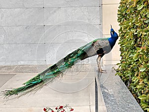 Large Male peacock on ledge looking at camera 2