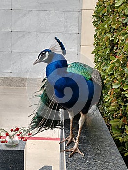 Large Male peacock walks on ledge looking at camera