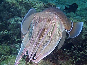 Large male pharaoh cuttlefish
