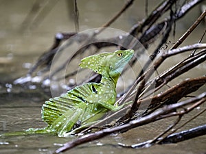 large male Plumed Basilisk, Basiliscus plumifrons, sits on a branch above the water. Costa Rica