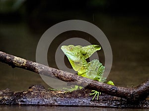 Large male Plumed Basilisk, Basiliscus plumifrons, sits on a branch above the water. Costa Rica