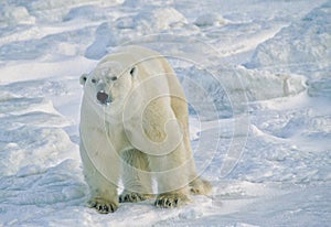 Large male polar bear in Canadian Arctic