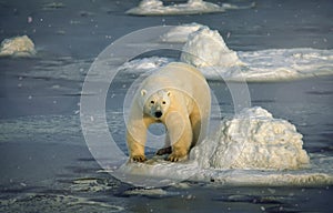 Large male polar bear on ice floe