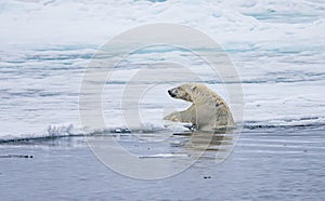 Large male polar bear struggles to climb up onto Ice near Spitsbergen