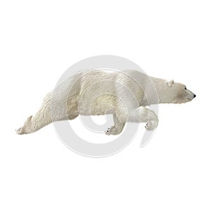 Large male Polar bear swimming on a white. 3D illustration