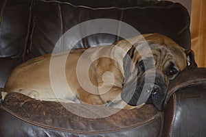 Large male purebred English Mastiff dog resting on an old chair