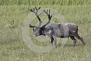 large male reindeer standing in a marshy tundra a summer day