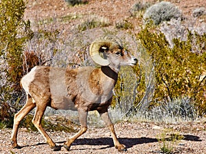 Large male Rocky Mountain big-horned sheep.