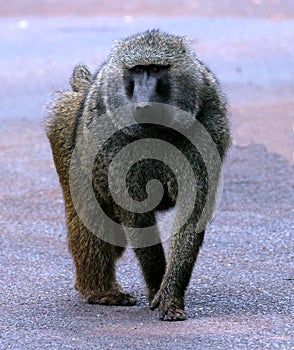 Large Male Savannah Baboon in Serengeti