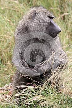 Large Male Savannah Baboon in Serengeti