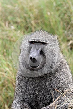 Large Male Savannah Baboon in Serengeti