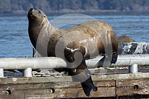 Large Male Sea Lion Sunbathing