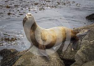 Large Male Sea Lion Urinates on Rock with Ocean and Kelp in Background