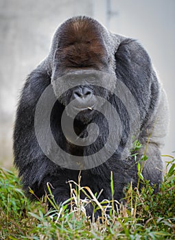 Large male silver back gorilla (gorilla gorilla gorilla) eating vegetation