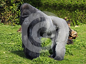 A large male silver back western lowland gorilla