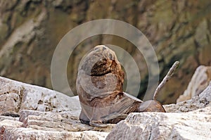 A Large Male South American Sea Lion on a Remote Island