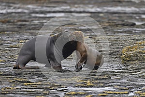 Sea lions in the Falkland Islands