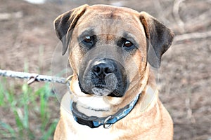 Large male Tan Mastiff mix with black muzzle sitting down outside with collar and leash