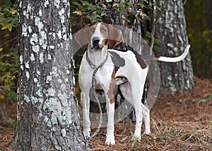 Large male Treeing Walker Coonhound dog with large floppy ears