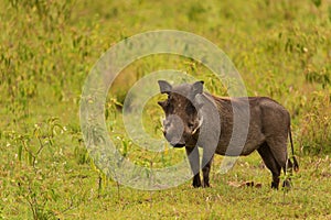 large male warthog in its natural environment in an African reserve.