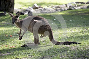 The large male western grey kangaroo is eating a carrot