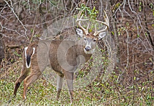 Large male White Tailed Deer in Cades Cove.