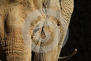 Large mammals, Elephant