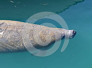 The large manatee or sea cow near the surface of the water.