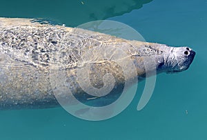 The large manatee or sea cow near the surface of the water.