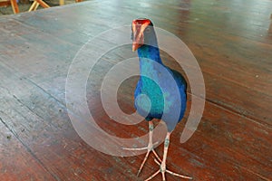 a large mandar bird with a blue body, black wings and a raw beak photo