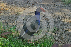 A large mandar bird with a blue body, black wings and a red beak roams in the wild photo