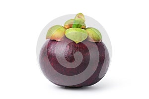 Large Mangosteen fruit