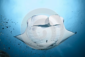 Large manta ray swimming over