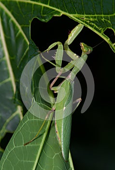 Large Mantis amongst the leaves