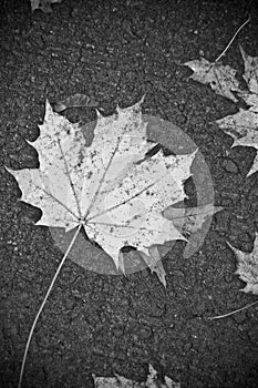 Large maple leaf on pavement