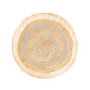 Large maple tree slice cut from the woods. Textured surface with rings and cracks. Neutral brown background made of hardwood