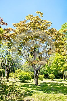 Large maple tree on sunny summer day in green park