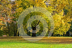 large maple with yellow leaves in autumn, a small bench in the park under a big maple tree